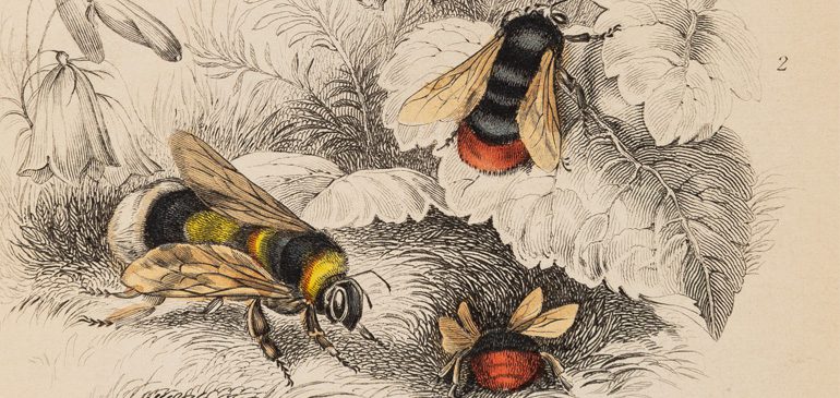 Line drawings of bees from the Cowan bee collection exhibition