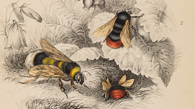 Line drawings of bees from the Cowan bee collection exhibition