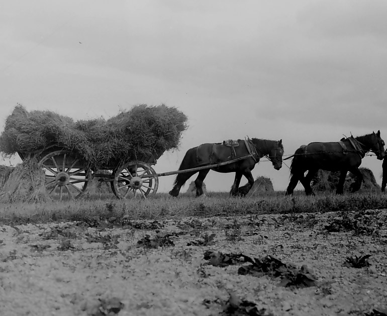 Horse pulling hay wagon, farm wagons exhibition