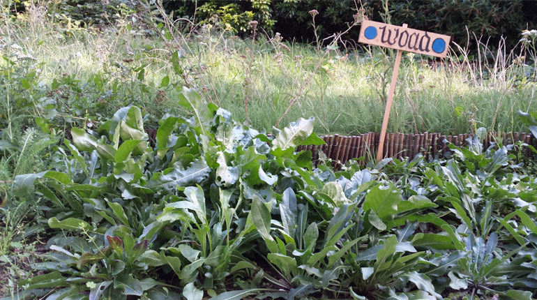 plants growing in the foreground with a wooden sign behind saying woad