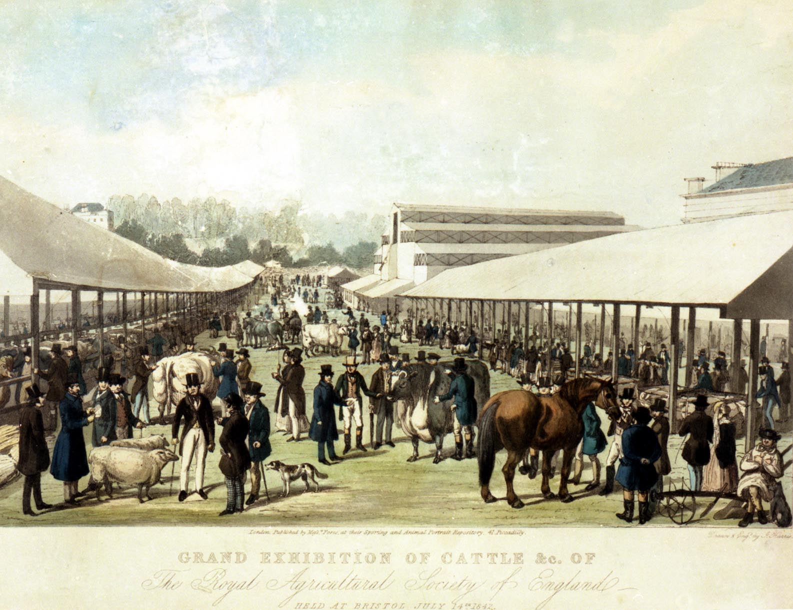 Coloured print showing two long stands or marquees sheltering cattle on show, and busy scene in the avenue between.