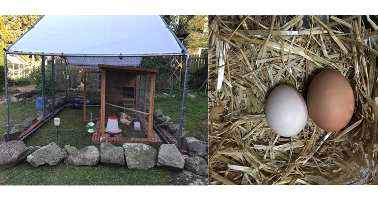 The MERL chickens' new home and their eggs