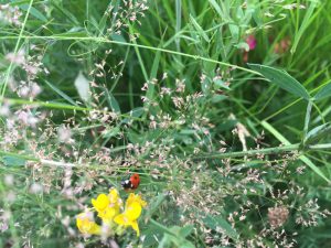 Ladybird waking within grass and flowers