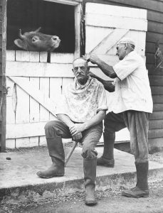 Black and white photograph of man having his haircut, by another man, in a farmyard, with a cow looking over a door behind