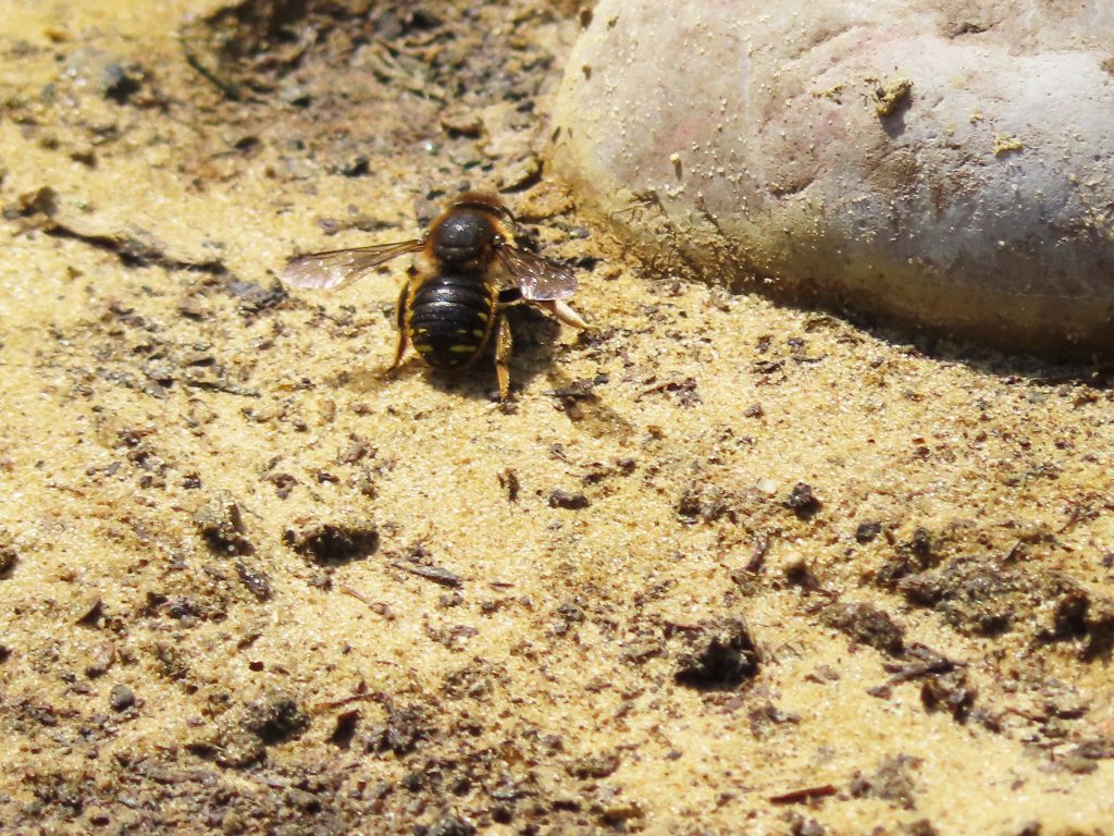 Bee in the sand