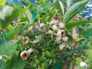 Unripened blueberries on a bush