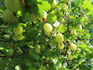 Gooseberry bush