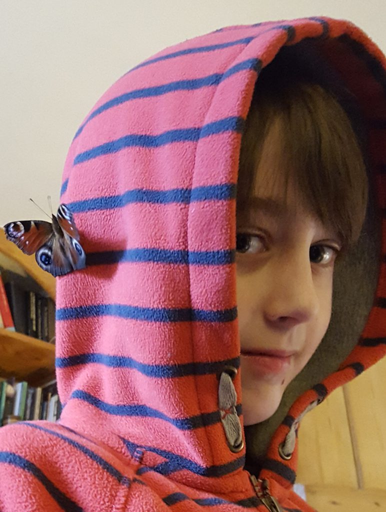 Butterfly sitting on little boy's hood