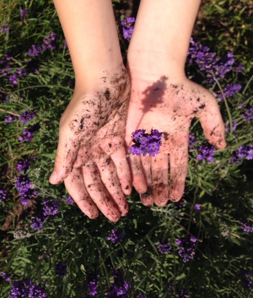 Child's muddy hands with lavender in the background