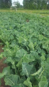 Field of broccoli at a Pick Your Own farm