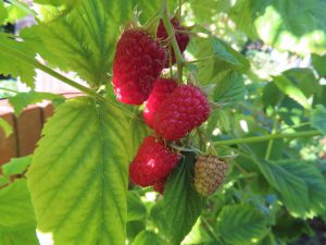 Raspberries in the sun