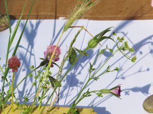 Plants casting shadows on white paper background