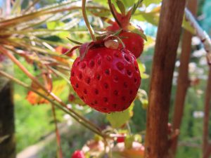 Strawberry in Fong's garden