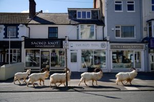 Goats wandering through a Welsh town during lockdown in 2020