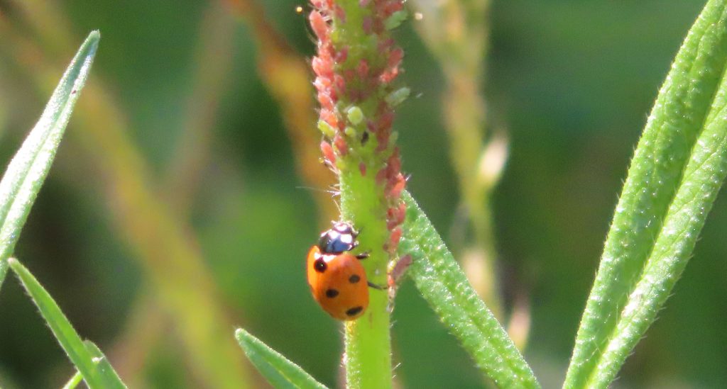 Close up of a ladybird on a leaf