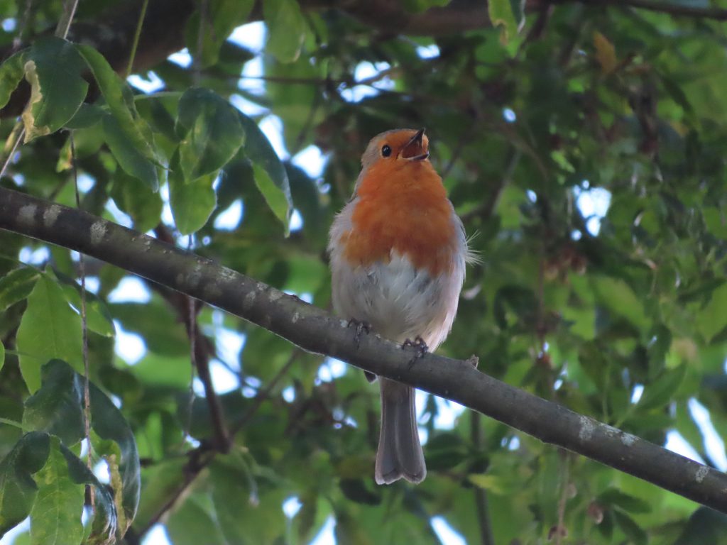 Robin sitting in a tree