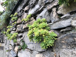 Succulents growling out of a wall