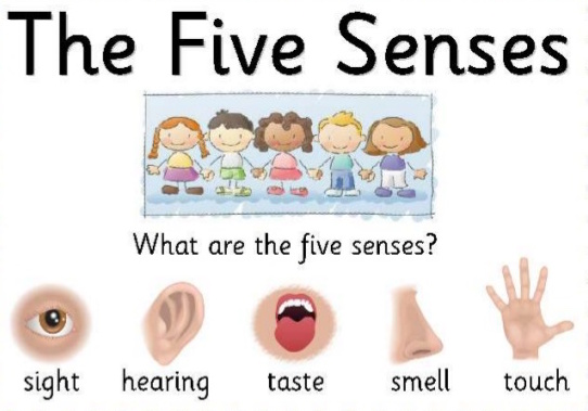 Cartoon image of 5 children and icons of the five senses below them: sight, hearing, taste, smell. touch