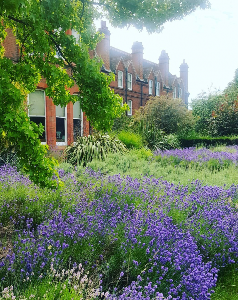 Lavender in bloom in the MERL garden