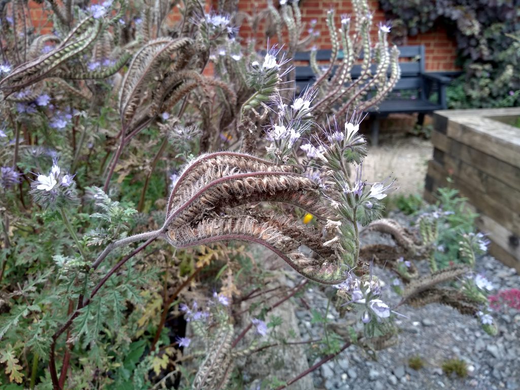 Scorpion weed grown in The MERL garden.