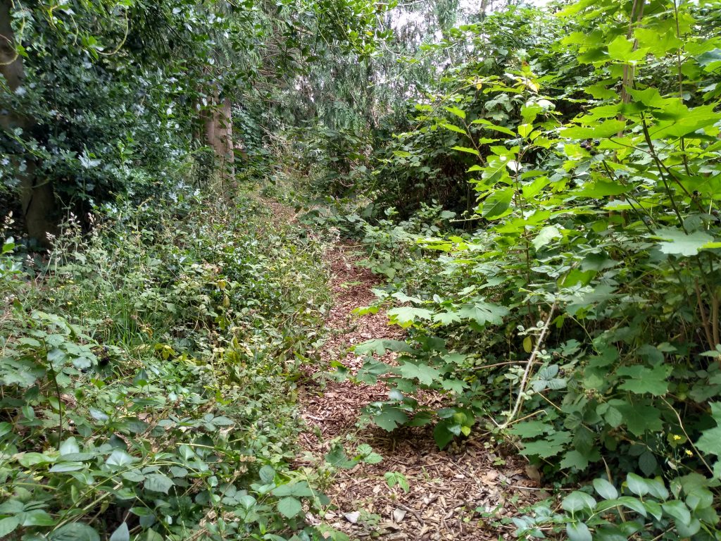 The woodlands walk grew incredibly dense during our volunteers' absence.