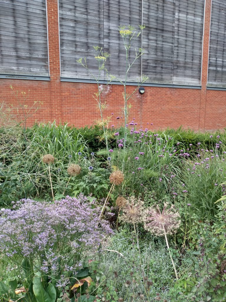 The plants that look like giant dandelions are actually the skeletal structures of the alliums!