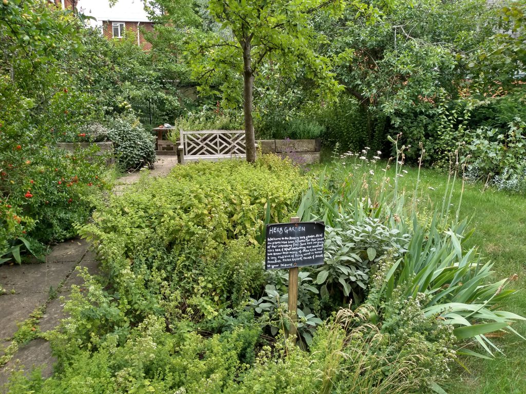 The MERL herb garden in full swing!