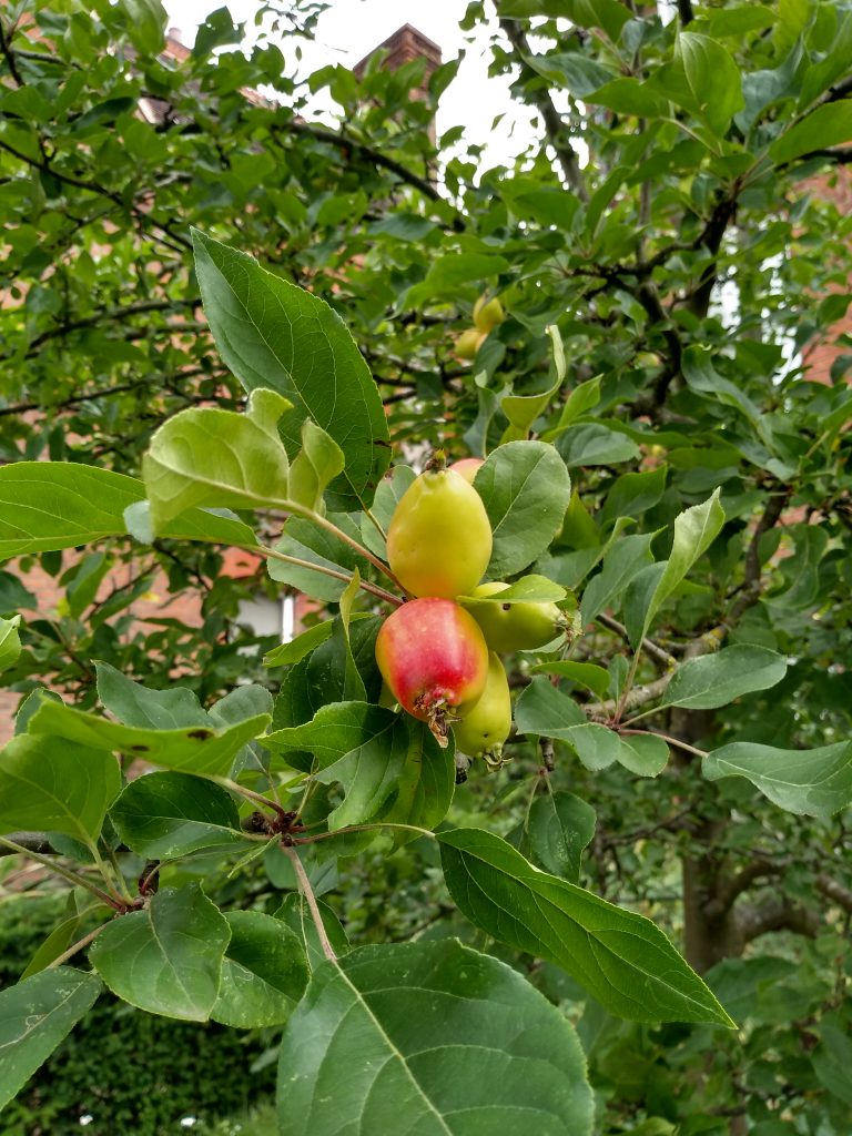 We had a wonderful crop of apples this year.