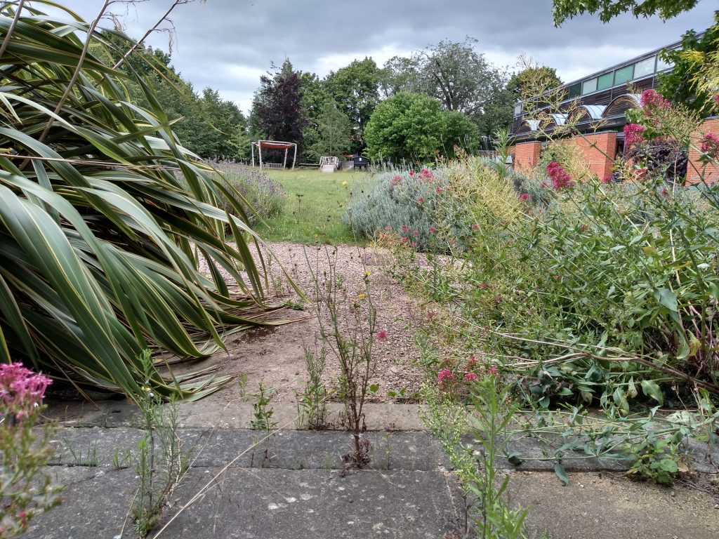 The MERL garden in all its lockdown glory.