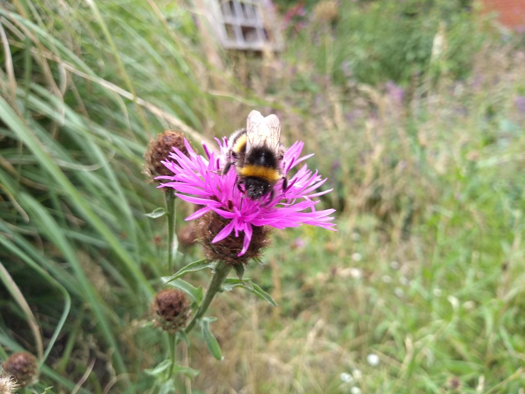 A bumblebee enjoys the lavender.