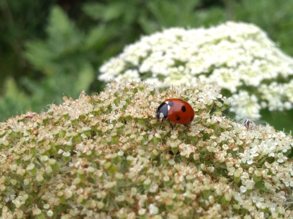 A little ladybird enjoys the quinoa plant.