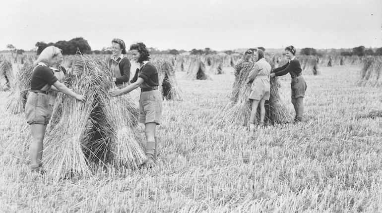 Women's Land Army members stooking Red Standard Wheat, Kent War Agricultural Executive Committee's farm