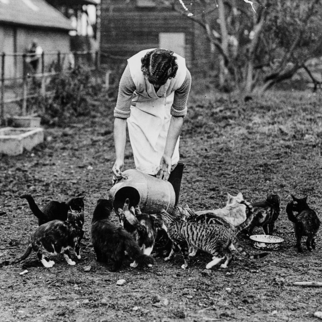 Cats drinking milk on a farm.