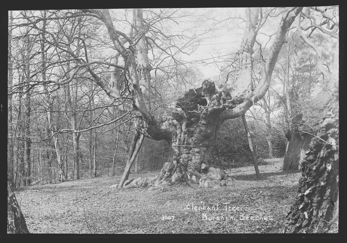Black and white image of an old and very large tree, with a wide trunk and heavy looking branches, held up by wooden props.