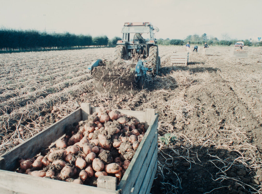 Harvesting of sugar beet, potatos and pumpkins! Taken by Peter Adams. (MERL PH2/122C)