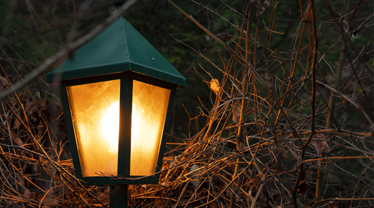 A lantern glowing and lighting up surrounding trees in the dark woods