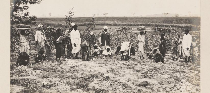 Black and white photograph showing a group of Indian labourers standing in a field