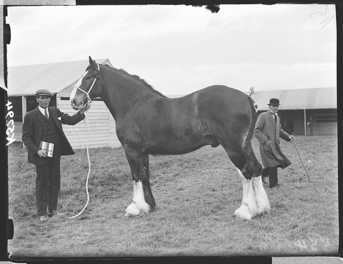 First presidents medal and Meiklem cup winner, Highland Agricultural Show