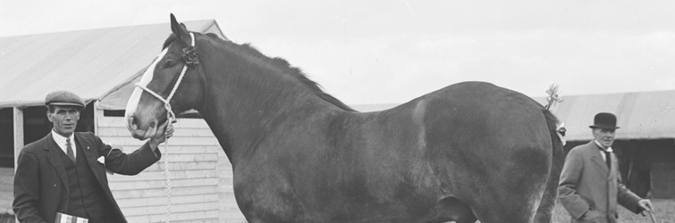 Clydesdale gelding, Colin, owned by Corporation of Glasgow, Cleansing Department, 20 Trongate, Glasgow