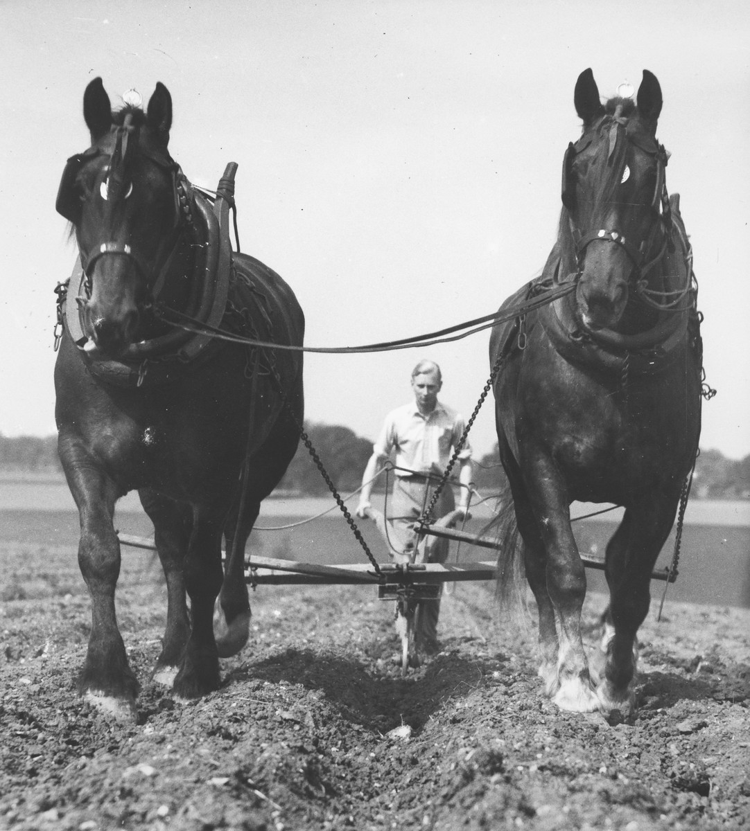 Black and white photograph of two horses pulling a plough