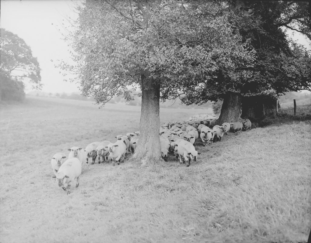 A black and white image of a large herd of sheep walking towards the image. There is a large tree in the centre of the image where many of the sheep have gathered.