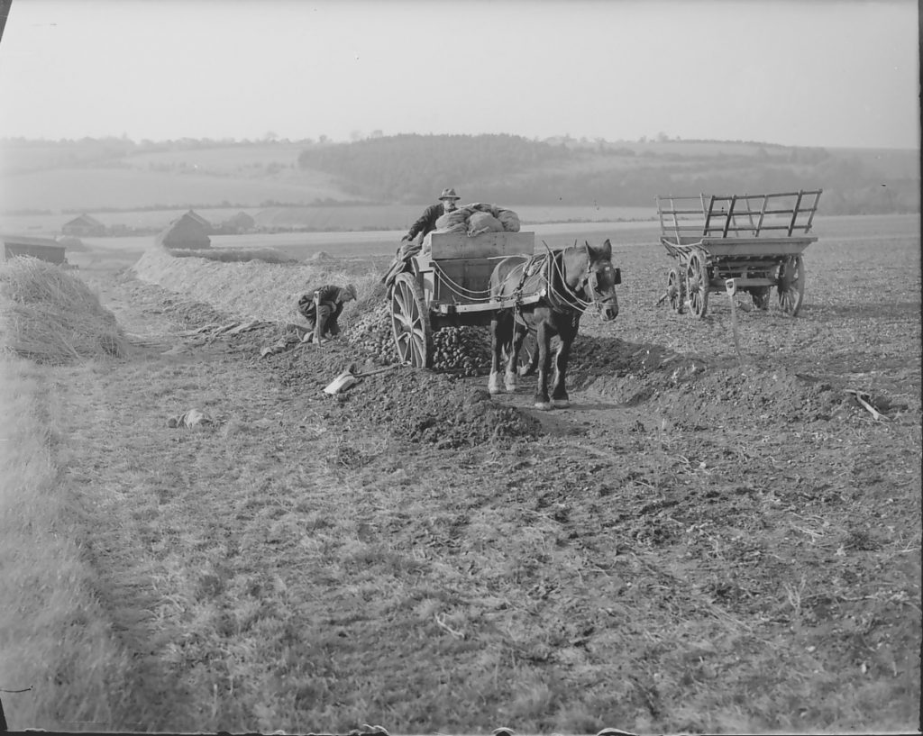This photo shows potatoes being harvested at Hampstead Norris in Berkshire. Though we expect the Martian potato harvest may include a few less horses, who can say what the future might hold. (MERL P DX289 PH1/583)