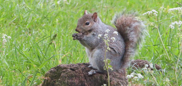 Squirrel sitting on a tree stump