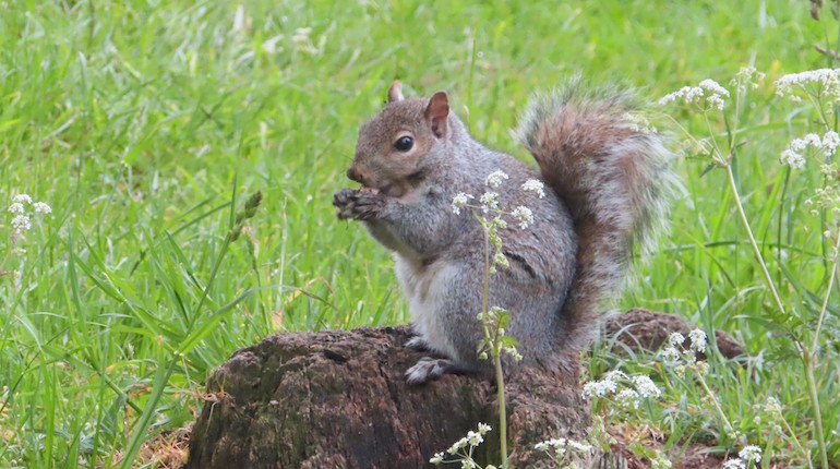 Squirrel sitting on a tree stump