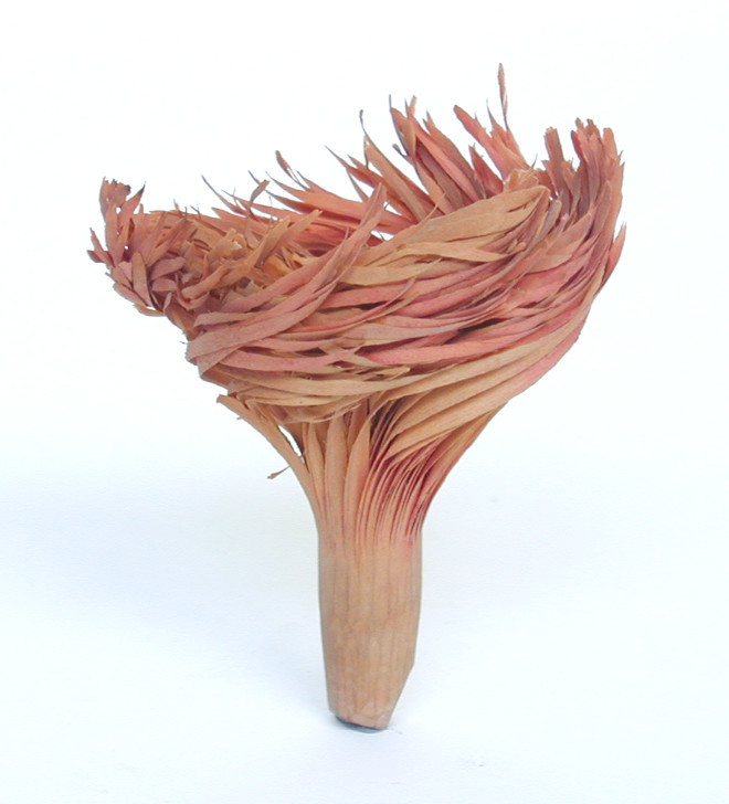 Wooden Flower