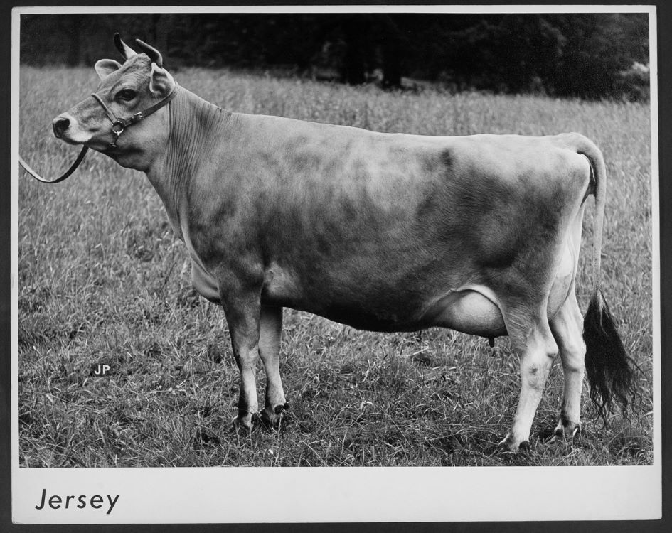 Jersey cow photograph
