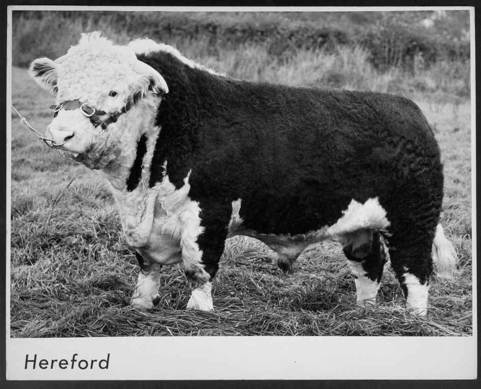 Hereford cow photograph