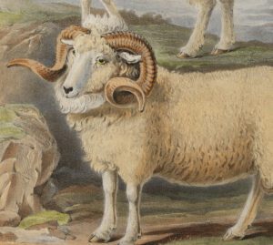 Ram of the Exmoor breed from 'The breeds of the domestic animals of the British Islands' by David Low (1842).