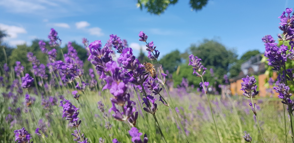 A bee lands on lavender in The MERL garden.