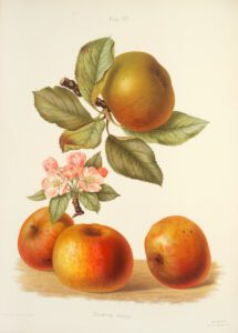 Painting of apples and blossom from the Herefordshire Pomona
